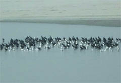 The migratory birds floating on the water in the Hari Ke bird sanctuary.