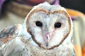 An injured owl on the ONGC campus in Dehradun
