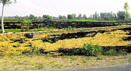 Fields where paddy stubble has been burnt by farmers, near Sirsa.
