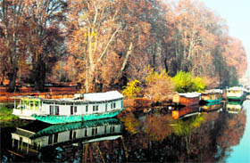 Chinar trees on the banks of the Dal Lake in Srinagar.