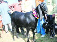 A goat priced at ` 1 lakh on sale in Dehradun on the eve of Id-ul-Zuha