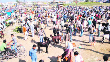 A goat market on the eve of Id-ul-Zuha in Dehradun 
