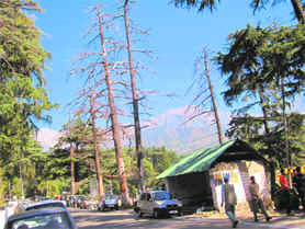 The dying deodar trees outside the office of the Forest and Environment Department in Palampur.