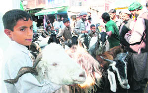 Traders selling sacrificial goats ahead of Eid-ul-Adha festival at Khatikaan Talab Market in Jammu. 