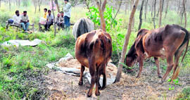 Residents of Kalewal village spend the entire day in the Mattewara forest reserve after being evacuated by the administration.