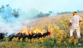 Ignoring appeals not to do so, a farmer burns paddy residue on the Jalandhar-Nawanshahr road in Phagwara