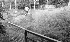 A view of a green belt which is in poor condition at Phase 10 in Mohali.
