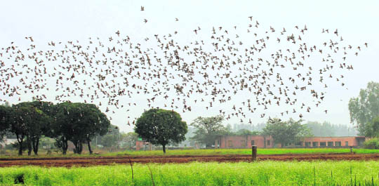 Tribune lensman Vicky Gharu captures winged guests from the North flying over a field in Dharamgarh village (Mohali). 