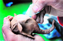 A student participates in a clay modelling contest during the PEC Fest in Chandigarh on Saturday
