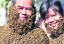 Tens of thousands of bees cover Yang Chuanquan (left), chairman of the 
