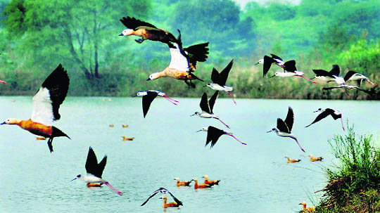 Exotic migratory birds like Siberian duck, stork and crane have arrived at Sukhna Lake in Chandigarh.