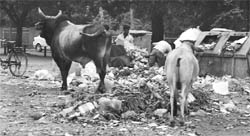 A heap of garbage near Kids School, Phase V, Mohali. 