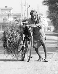 An elderly man pulls a bicycle laden with fodder in Rajpura.