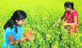 Two girls in a blooming mustard field in Dehradun on Monday.