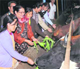 A group of tribals from different villages of Sikkim at NDRIs cattle yard in Karnal. 