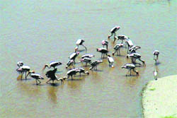 A flock of painted stork at Bhimgoda Barrage next to Har-ki-Pauri in Haridwar on Tuesday. 