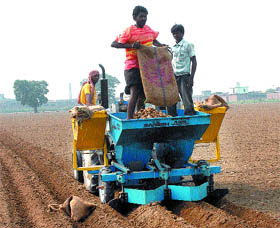 Farm labourers sow potato crop using a fully automatic machine in a Jalandhar village. 