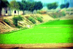 Standing wheat crop on the bed of the Aspal drain in Fazilka as farmers have encroached upon the land of the drain