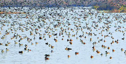 Migratory birds fly across a wetland in Hokersar, near Srinagar, 