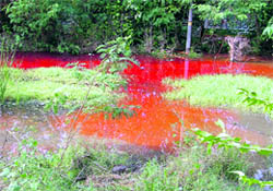 Acidic water collected outside a dyeing unit near the Octroi post near Bhattian village