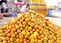 Kinnows on sale at Balongi on the Mohali-Kharar road