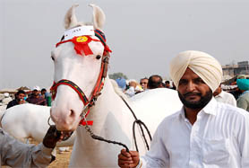 Jaspal Singh, the owner, along with the mare (nukra breed) that won the Punjab state zonal livestock and milking competition organised at Jodhpur Romana village in Bathinda on Thursday. 