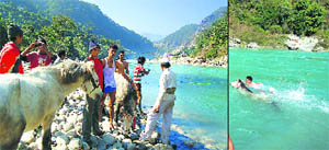 Horses brought from Nepal put on sale at the Jauljivi fair in Pitthoragarh district, and (right) a trader takes a dip in the nearby river along with his horse.