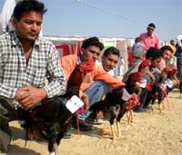 Rearers along with their cocks lined up during a competition at the Punjab state zonal livestock and milking competitions-2010 held in Jodhpur Romana village in Bathinda district on Friday