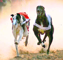 A dog race at the rural sports festival organised by Sukhdev Singh Gill Welfare Club in Phase VIII, Mohali, on Friday.