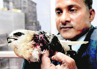 A baby hawk injured by an aeroplane wing at a private nursing home at Sector 47 in Chandigarh on Friday.