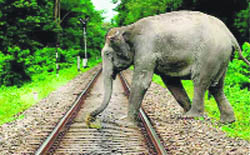 An elephant crosses the Motichur railway track in Haridwar.