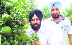 Kuldeep and Surjit at their kinnow orchard in Sandhran village in Hoshiarpur. 