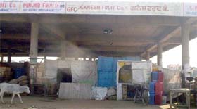 A view of temporary huts raised by pitching tents in wholesale vegetable market on the land meant for auction of vegetables in Fazilka