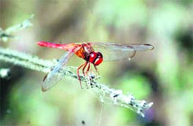 A dragon fly sits atop a twig in Dehradun as winter has set in in the capital city