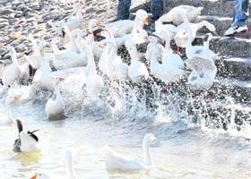 Ducks make the most of a sunny morning at Sukhna Lake, Chandigarh