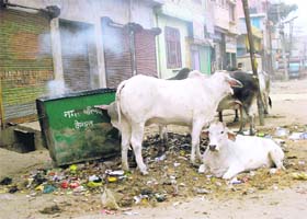 Stray cattle feast on littered garbage along the Bhagat Singh Railway Station road in Kaithal