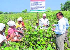 Cotton experts exhibit the correct way of picking cotton at Jhopra village in Sirsa