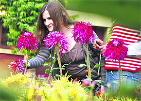 A visitor from overseas is drawn to a chrysanthemum during a show at the PAU, Ludhiana, on Thursday.