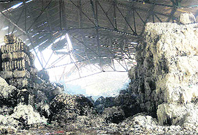 Cotton bales damaged in a fire that broke out in a factory in Sanghera (Barnala). 