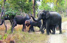 A herd of elephants at Rajaji National Park.