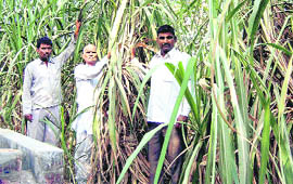 A sugarcane field in a village in Jind district.