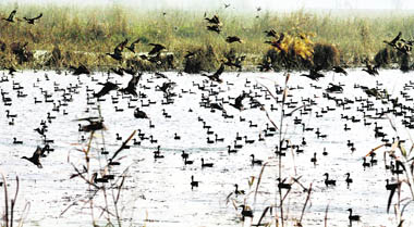 Migratory birds at the Hokersar Wetland on the outskirts of Srinagar. Biologists believe that since the Valley is witnessing warmer winters due to climate change in view of global warming, this would affect the arrival of migratory birds to the wetland.