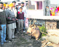 A sambar that strayed into the cit