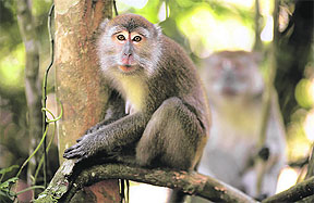 Social bonding among male macaques in the wild helps them climb up the social ladder and stay up there at the cost of other males that lose their status. 