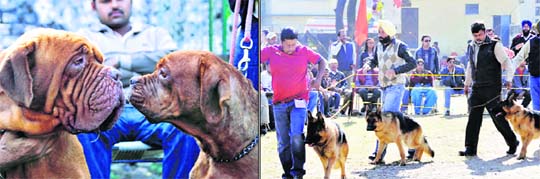Dogs and their owners at the All-Breeds Championship Dog Show in Dehradun on Sunday.
