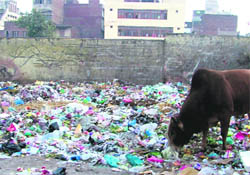 A bull feeds on garbage at Kitab Bazar in Ludhiana