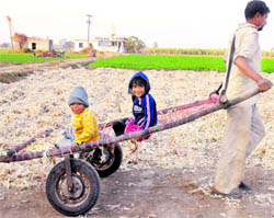 A man takes his kids for a ride in a field where crushed sugarcane has been left to dry, in a village near Banga