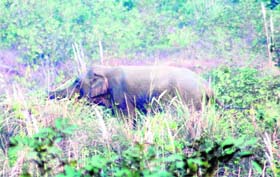An elephant goes towards the Tibdi forest in the Rajaji National Park after residents of BHEL Colony shoo it away