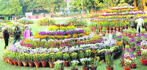 People visit the garden at Sector 33 to have a look at preparations for the Chrysanthemum Show in Chandigarh on Tuesday.