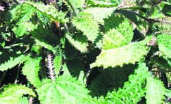 Nettle leaves that grow wildly in Mussoorie.